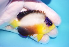 画像2: 【10％OFFクーポン対象個体】 【海水魚・ヤッコ】【通販】状態良好♪【マーシャル産】マルチカラーエンゼル（ML）(個体販売）（±7cm）No.15（生体）(海水魚) (2)