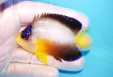 画像1: 【10％OFFクーポン対象個体】 【海水魚・ヤッコ】【通販】状態良好♪【マーシャル産】マルチカラーエンゼル（ML）(個体販売）（±7cm）No.16（生体）(海水魚) (1)