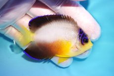 画像2: 【10％OFFクーポン対象個体】 【海水魚・ヤッコ】【通販】状態良好♪【マーシャル産】マルチカラーエンゼル（ML）(個体販売）（±7cm）No.16（生体）(海水魚) (2)