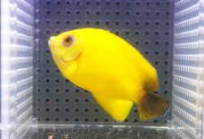 画像1: 【10％OFFクーポン対象個体】 【海水魚・ヤッコ】【通販】状態良好♪【マーシャル産】Hyd. レモンピール（ML）(個体販売）（±8cm）No.1（生体）(海水魚) (1)