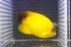 画像2: 【10％OFFクーポン対象個体】 【海水魚・ヤッコ】【通販】状態良好♪【マーシャル産】Hyd. レモンピール（ML）(個体販売）（±8cm）No.1（生体）(海水魚) (2)