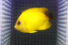 画像3: 【10％OFFクーポン対象個体】 【海水魚・ヤッコ】【通販】状態良好♪【マーシャル産】Hyd. レモンピール（ML）(個体販売）（±8cm）No.1（生体）(海水魚) (3)