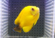 画像4: 【10％OFFクーポン対象個体】 【海水魚・ヤッコ】【通販】状態良好♪【マーシャル産】Hyd. レモンピール（ML）(個体販売）（±8cm）No.1（生体）(海水魚) (4)