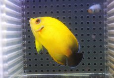 画像1: 【10％OFFクーポン対象個体】 【海水魚・ヤッコ】【通販】状態良好♪【マーシャル産】Hyd. レモンピール（M）(個体販売）（±6.5cm）No.2（生体）(海水魚) (1)