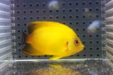 画像2: 【10％OFFクーポン対象個体】 【海水魚・ヤッコ】【通販】状態良好♪【マーシャル産】Hyd. レモンピール（M）(個体販売）（±6.5cm）No.2（生体）(海水魚) (2)