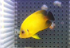 画像3: 【10％OFFクーポン対象個体】 【海水魚・ヤッコ】【通販】状態良好♪【マーシャル産】Hyd. レモンピール（M）(個体販売）（±6.5cm）No.2（生体）(海水魚) (3)