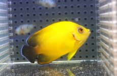 画像4: 【10％OFFクーポン対象個体】 【海水魚・ヤッコ】【通販】状態良好♪【マーシャル産】Hyd. レモンピール（M）(個体販売）（±6.5cm）No.2（生体）(海水魚) (4)