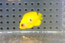 画像1: 【10％OFFクーポン対象個体】 【海水魚・ヤッコ】【通販】状態良好♪【マーシャル産】 レモンピール（Blue Ring）(個体販売）（±2.5-3cm）No.2（生体）(海水魚) (1)