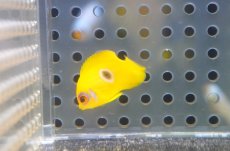 画像2: 【10％OFFクーポン対象個体】 【海水魚・ヤッコ】【通販】状態良好♪【マーシャル産】 レモンピール（Blue Ring）(個体販売）（±2.5-3cm）No.2（生体）(海水魚) (2)
