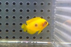 画像4: 【10％OFFクーポン対象個体】 【海水魚・ヤッコ】【通販】状態良好♪【マーシャル産】 レモンピール（Blue Ring）(個体販売）（±2.5-3cm）No.2（生体）(海水魚) (4)