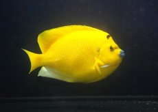 画像1: 【10％OFFクーポン対象個体】 【海水魚・ヤッコ】【通販】【沖縄産ハンドコート物】極太シテンヤッコ（XLサイズ）(個体販売）（±19-20cm）No.1（生体）(海水魚) (1)
