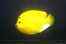 画像2: 【10％OFFクーポン対象個体】 【海水魚・ヤッコ】【通販】【沖縄産ハンドコート物】極太シテンヤッコ（XLサイズ）(個体販売）（±19-20cm）No.1（生体）(海水魚) (2)