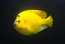 画像3: 【10％OFFクーポン対象個体】 【海水魚・ヤッコ】【通販】【沖縄産ハンドコート物】極太シテンヤッコ（XLサイズ）(個体販売）（±19-20cm）No.1（生体）(海水魚) (3)