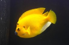 画像1: 【10％OFFクーポン対象個体】 【海水魚・ヤッコ】【通販】背びれ裂けアリ特価！【沖縄産ハンドコート物】極太シテンヤッコ（XLサイズ）(個体販売）（±19-20cm）No.2（生体）(海水魚) (1)