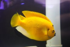 画像2: 【10％OFFクーポン対象個体】 【海水魚・ヤッコ】【通販】背びれ裂けアリ特価！【沖縄産ハンドコート物】極太シテンヤッコ（XLサイズ）(個体販売）（±19-20cm）No.2（生体）(海水魚) (2)