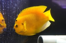 画像3: 【10％OFFクーポン対象個体】 【海水魚・ヤッコ】【通販】背びれ裂けアリ特価！【沖縄産ハンドコート物】極太シテンヤッコ（XLサイズ）(個体販売）（±19-20cm）No.2（生体）(海水魚) (3)