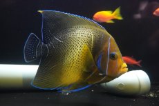 画像1: 【10％OFFクーポン対象個体】 【海水魚・ヤッコ】【通販】【沖縄産ハンドコート物】サザナミヤッコ（Lサイズ）(個体販売）（±20-21cm）（生体）(海水魚) (1)