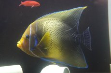 画像2: 【10％OFFクーポン対象個体】 【海水魚・ヤッコ】【通販】【沖縄産ハンドコート物】サザナミヤッコ（Lサイズ）(個体販売）（±20-21cm）（生体）(海水魚) (2)