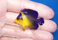 画像1: 【海水魚・ヤッコ】【通販】状態良好♪スミレヤッコ（Sサイズ）(個体販売）（±4cm）No.1（生体）(海水魚) (1)