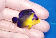 画像2: 【海水魚・ヤッコ】【通販】状態良好♪スミレヤッコ（Sサイズ）(個体販売）（±4cm）No.1（生体）(海水魚) (2)