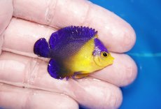 画像2: 【海水魚・ヤッコ】【通販】状態良好♪スミレヤッコ（Sサイズ）(個体販売）（±4cm）No.2（生体）(海水魚) (2)
