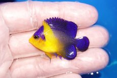 画像1: 【海水魚・ヤッコ】【通販】状態良好♪スミレヤッコ（SMサイズ）(個体販売）（±4.5cm）No.3（生体）(海水魚) (1)
