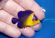 画像2: 【海水魚・ヤッコ】【通販】状態良好♪スミレヤッコ（SMサイズ）(個体販売）（±4.5cm）No.3（生体）(海水魚) (2)