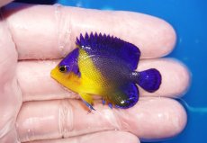 画像1: 【海水魚・ヤッコ】【通販】状態良好♪スミレヤッコ（SMサイズ）(個体販売）（±4.5cm）No.4（生体）(海水魚) (1)