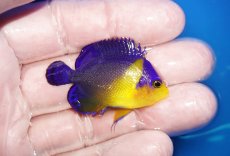 画像2: 【海水魚・ヤッコ】【通販】状態良好♪スミレヤッコ（SMサイズ）(個体販売）（±4.5cm）No.4（生体）(海水魚) (2)