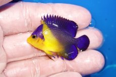 画像1: 【海水魚・ヤッコ】【通販】状態良好♪スミレヤッコ（SMサイズ）(個体販売）（±4.5cm）No.5（生体）(海水魚) (1)