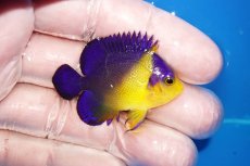 画像2: 【海水魚・ヤッコ】【通販】状態良好♪スミレヤッコ（SMサイズ）(個体販売）（±4.5cm）No.5（生体）(海水魚) (2)