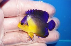 画像1: 【海水魚・ヤッコ】【通販】状態良好♪スミレヤッコ（SMサイズ）(個体販売）（±4.5cm）No.6（生体）(海水魚) (1)