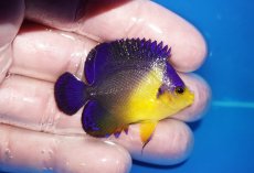 画像2: 【海水魚・ヤッコ】【通販】状態良好♪スミレヤッコ（SMサイズ）(個体販売）（±4.5cm）No.6（生体）(海水魚) (2)