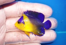 画像1: 【海水魚・ヤッコ】【通販】状態良好♪スミレヤッコ（SMサイズ）(個体販売）（±5cm）No.7（生体）(海水魚) (1)