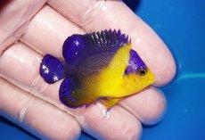 画像2: 【海水魚・ヤッコ】【通販】状態良好♪スミレヤッコ（SMサイズ）(個体販売）（±5cm）No.7（生体）(海水魚) (2)