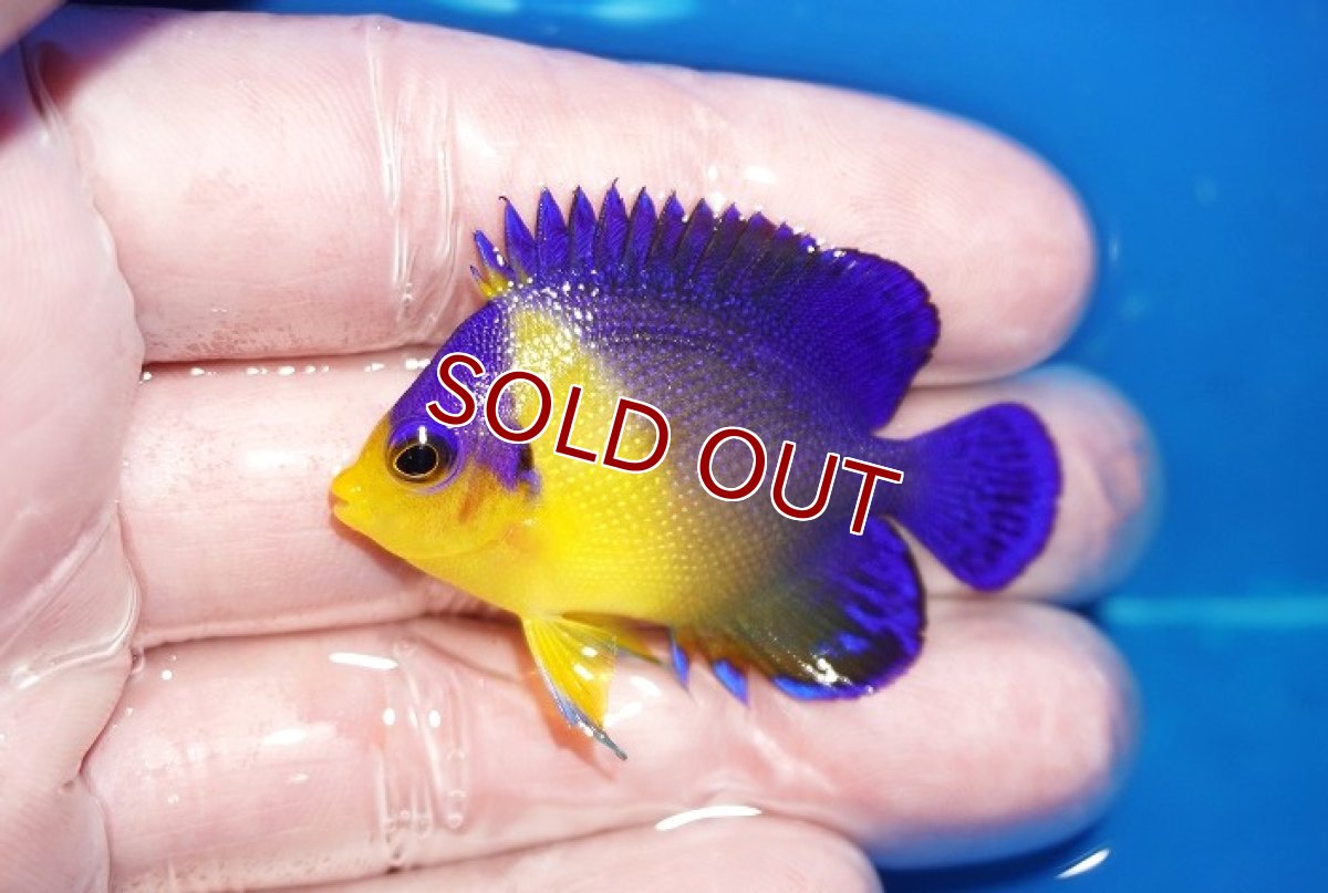 画像1: 【海水魚・ヤッコ】【通販】状態良好♪スミレヤッコ（SMサイズ）(個体販売）（±5cm）No.8（生体）(海水魚) (1)