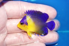画像1: 【海水魚・ヤッコ】【通販】状態良好♪スミレヤッコ（SMサイズ）(個体販売）（±5cm）No.8（生体）(海水魚) (1)