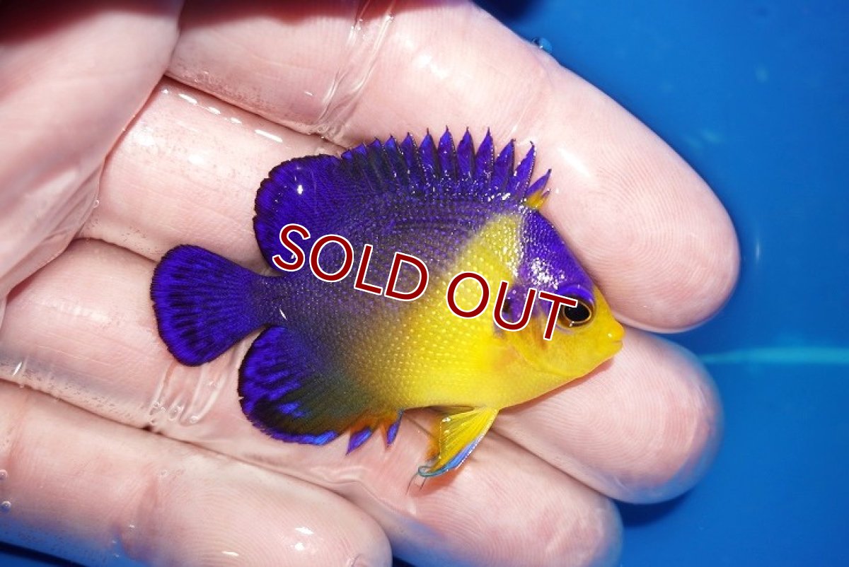 画像2: 【海水魚・ヤッコ】【通販】状態良好♪スミレヤッコ（SMサイズ）(個体販売）（±5cm）No.8（生体）(海水魚) (2)