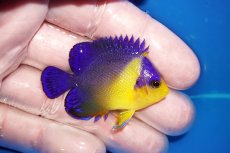 画像2: 【海水魚・ヤッコ】【通販】状態良好♪スミレヤッコ（SMサイズ）(個体販売）（±5cm）No.8（生体）(海水魚) (2)