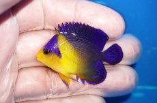 画像1: 【海水魚・ヤッコ】【通販】状態良好♪スミレヤッコ（SMサイズ）(個体販売）（±5cm）No.9（生体）(海水魚) (1)