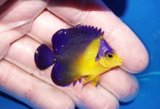 画像2: 【海水魚・ヤッコ】【通販】状態良好♪スミレヤッコ（SMサイズ）(個体販売）（±5cm）No.9（生体）(海水魚) (2)