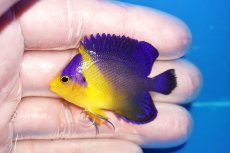 画像1: 【海水魚・ヤッコ】【通販】状態良好♪スミレヤッコ（SMサイズ）(個体販売）（±5cm）No.10（生体）(海水魚) (1)