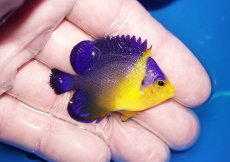画像2: 【海水魚・ヤッコ】【通販】状態良好♪スミレヤッコ（SMサイズ）(個体販売）（±5cm）No.10（生体）(海水魚) (2)