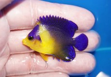 画像1: 【海水魚・ヤッコ】【通販】状態良好♪スミレヤッコ（SMサイズ）(個体販売）（±5cm）No.11（生体）(海水魚) (1)