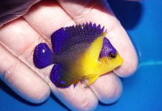 画像2: 【海水魚・ヤッコ】【通販】状態良好♪スミレヤッコ（SMサイズ）(個体販売）（±5cm）No.11（生体）(海水魚) (2)