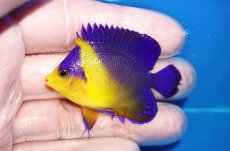 画像1: 【海水魚・ヤッコ】【通販】状態良好♪スミレヤッコ（SMサイズ）(個体販売）（±5.5cm）No.12（生体）(海水魚) (1)