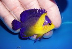 画像2: 【海水魚・ヤッコ】【通販】状態良好♪スミレヤッコ（SMサイズ）(個体販売）（±5.5cm）No.12（生体）(海水魚) (2)