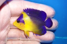 画像1: 【海水魚・ヤッコ】【通販】状態良好♪スミレヤッコ（SMサイズ）(個体販売）（±5.5cm）No.13（生体）(海水魚) (1)