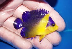 画像2: 【海水魚・ヤッコ】【通販】状態良好♪スミレヤッコ（SMサイズ）(個体販売）（±5.5cm）No.13（生体）(海水魚) (2)