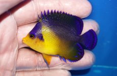 画像1: 【海水魚・ヤッコ】【通販】状態良好♪スミレヤッコ（Mサイズ）(個体販売）（±6cm）No.14（生体）(海水魚) (1)